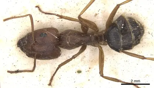 Camponotus virulens specimen CASENT0901912 image casent0901912_1