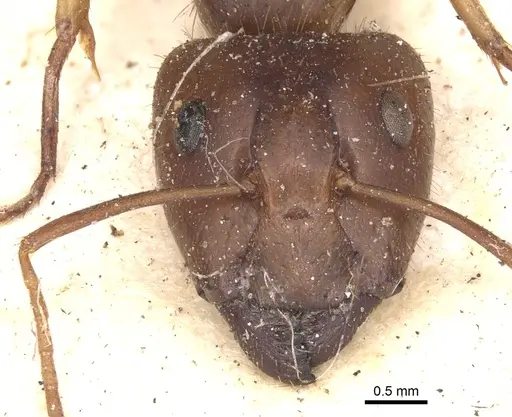 Camponotus virulens specimen CASENT0901912 image casent0901912_2