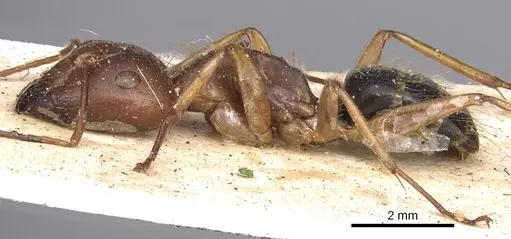Camponotus virulens specimen CASENT0901912 image casent0901912_3