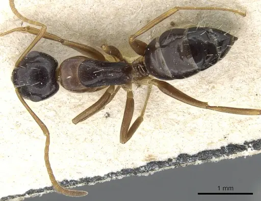 Camponotus vitiosus specimen CASENT0905456 image casent0905456_1