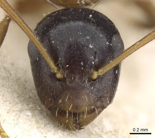Camponotus vitiosus specimen CASENT0905456 image casent0905456_2