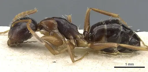Camponotus vitiosus specimen CASENT0905456 image casent0905456_3