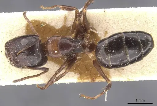 Camponotus vitiosus specimen CASENT0911667 image casent0911667_1