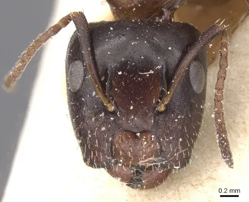 Camponotus vitiosus specimen CASENT0911667 image casent0911667_2