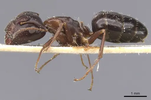 Camponotus vitiosus specimen CASENT0911667 image casent0911667_3
