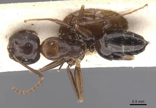 Camponotus vitiosus specimen CASENT0911668 image casent0911668_1