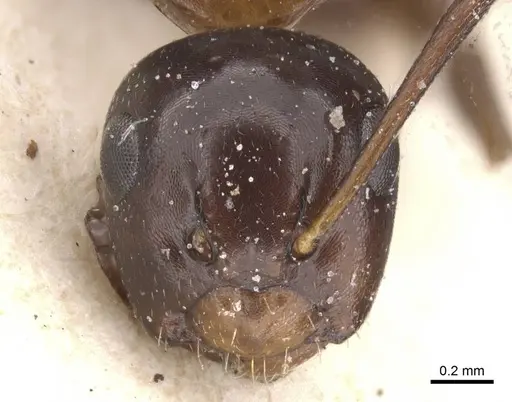 Camponotus vitiosus specimen CASENT0911668 image casent0911668_2