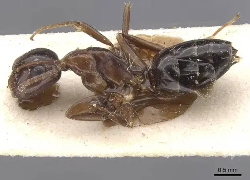 Camponotus vitiosus specimen CASENT0911668 image casent0911668_3
