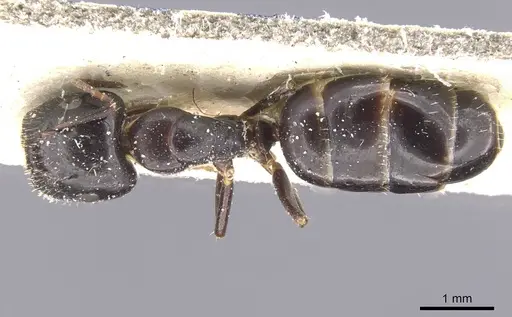Camponotus vitiosus specimen CASENT0911669 image casent0911669_1