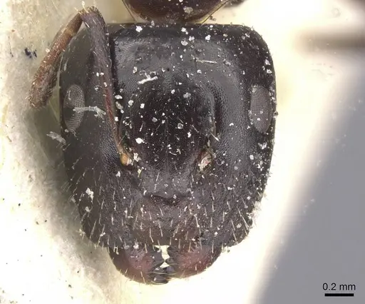 Camponotus vitiosus specimen CASENT0911669 image casent0911669_2