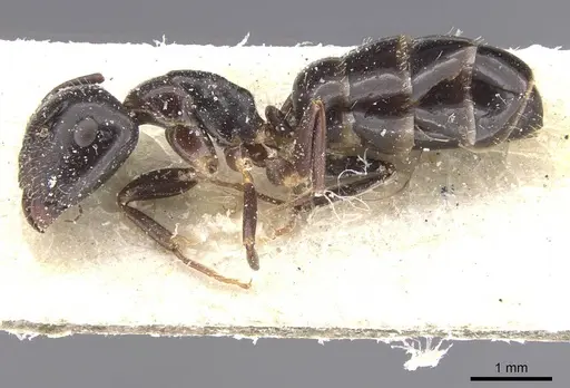 Camponotus vitiosus specimen CASENT0911669 image casent0911669_3