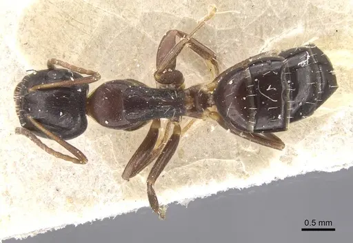 Camponotus vitiosus specimen CASENT0911670 image casent0911670_1