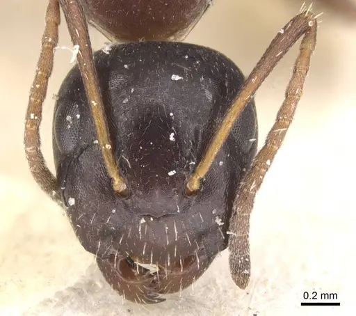 Camponotus vitiosus specimen CASENT0911670 image casent0911670_2