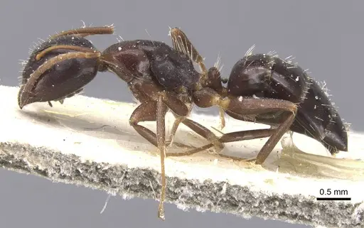 Camponotus vitiosus specimen CASENT0911670 image casent0911670_3
