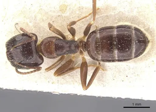 Camponotus vitiosus specimen CASENT0911671 image casent0911671_1