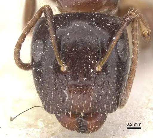 Camponotus vitiosus specimen CASENT0911671 image casent0911671_2