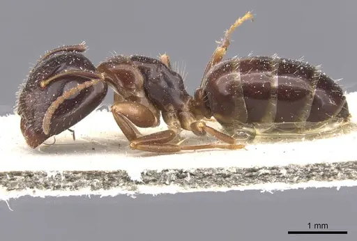 Camponotus vitiosus specimen CASENT0911671 image casent0911671_3