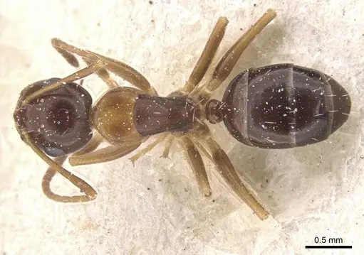 Camponotus vitiosus specimen CASENT0911672 image casent0911672_1