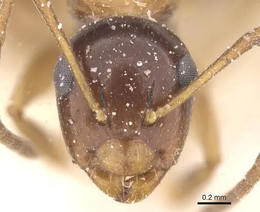 Camponotus vitiosus specimen CASENT0911672 image casent0911672_2