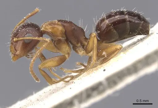 Camponotus vitiosus specimen CASENT0911672 image casent0911672_3