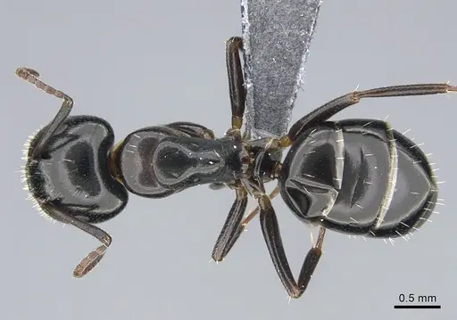 Camponotus vitiosus specimen CASENT0923671 image casent0923671_1