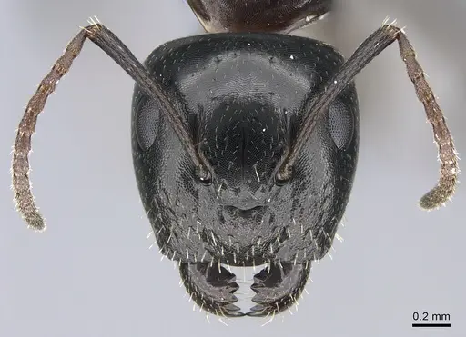 Camponotus vitiosus specimen CASENT0923671 image casent0923671_2