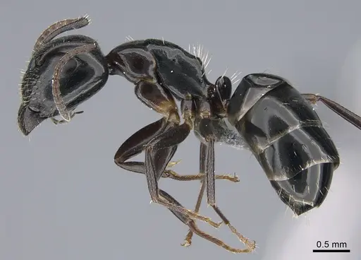 Camponotus vitiosus specimen CASENT0923671 image casent0923671_3