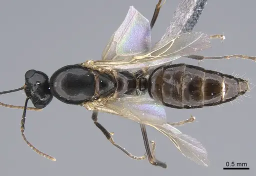 Camponotus vitiosus specimen CASENT0923672 image casent0923672_1