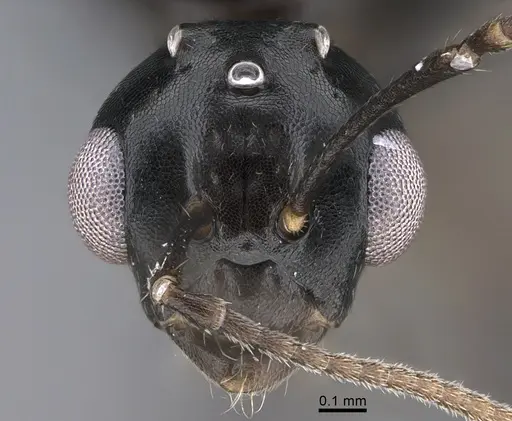 Camponotus vitiosus specimen CASENT0923672 image casent0923672_2