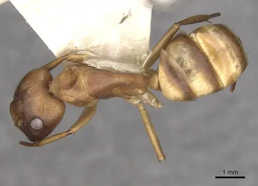 Camponotus vittatus specimen CASENT0909994 image casent0909994_1