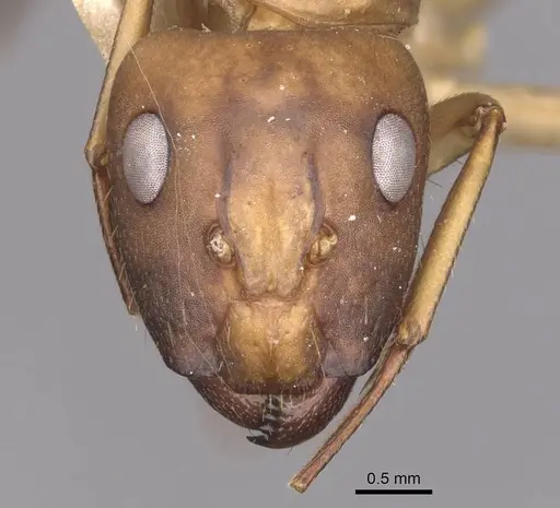 Camponotus vittatus specimen CASENT0909994 image casent0909994_2