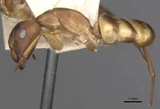 Camponotus vittatus specimen CASENT0909994 image casent0909994_3