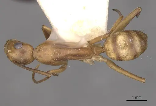Camponotus vittatus specimen CASENT0909995 image casent0909995_1