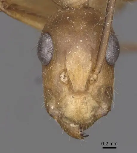 Camponotus vittatus specimen CASENT0909995 image casent0909995_2