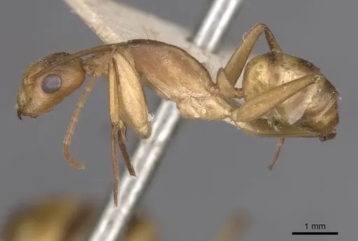 Camponotus vittatus specimen CASENT0909995 image casent0909995_3