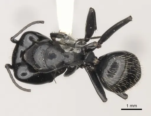 Camponotus vividus specimen CASENT0217715 image casent0217715_1