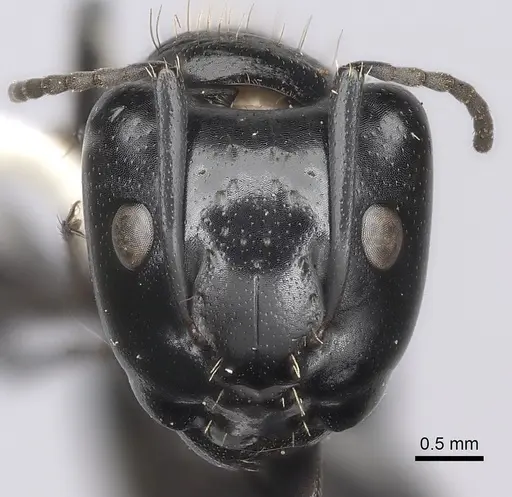 Camponotus vividus specimen CASENT0217715 image casent0217715_2