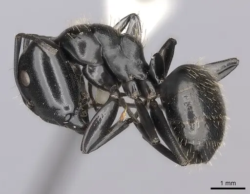 Camponotus vividus specimen CASENT0217715 image casent0217715_3
