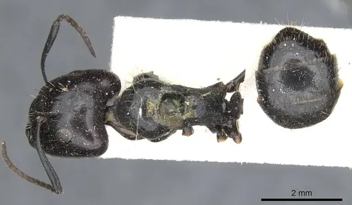 Camponotus vividus specimen CASENT0903485 image casent0903485_1