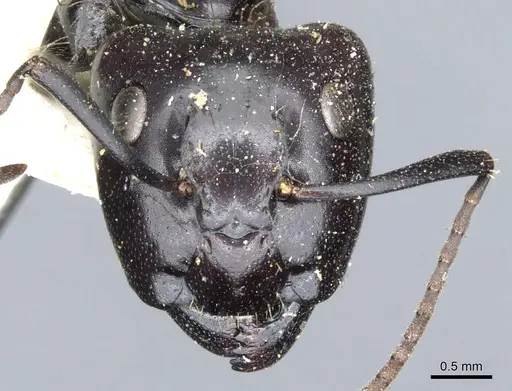 Camponotus vividus specimen CASENT0903485 image casent0903485_2