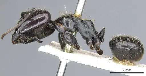 Camponotus vividus specimen CASENT0903485 image casent0903485_3