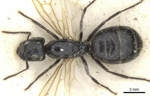 Camponotus vividus specimen CASENT0903486 image casent0903486_1