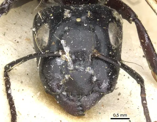 Camponotus vividus specimen CASENT0903486 image casent0903486_2