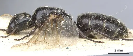 Camponotus vividus specimen CASENT0903486 image casent0903486_3