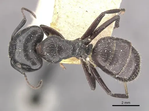 Camponotus vividus specimen CASENT0910570 image casent0910570_1