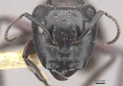 Camponotus vividus specimen CASENT0910570 image casent0910570_2
