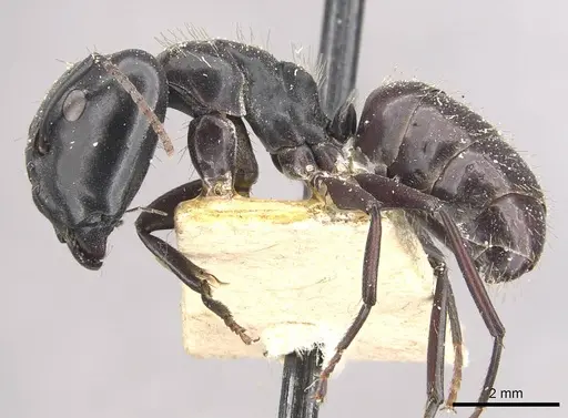 Camponotus vividus specimen CASENT0910570 image casent0910570_3