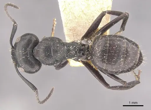 Camponotus vividus specimen CASENT0910571 image casent0910571_1