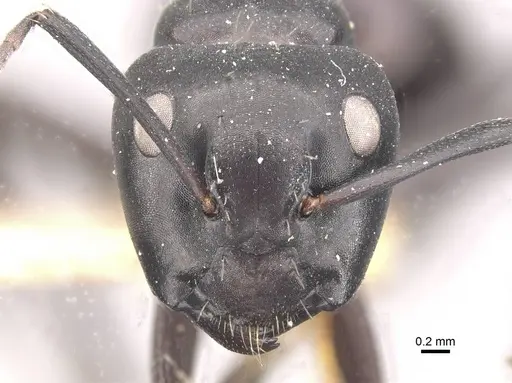 Camponotus vividus specimen CASENT0910571 image casent0910571_2