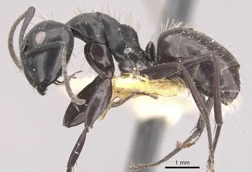 Camponotus vividus specimen CASENT0910571 image casent0910571_3